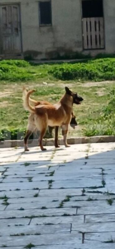 итлер: Belçika çoban iti, 2 il, Erkek, Peyvəndli, Ödənişli çatdırılma, Rayonlara çatdırılma
