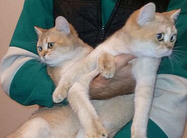 Pişiklər: Qızıl şinşilla, Erkək, Dişi — 9