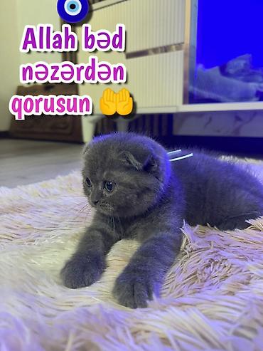 Pişiklər: Şotland — 13