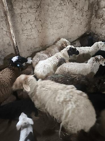 Баран, овца: Продаю | Ягненок | Для разведения | Матка — 7
