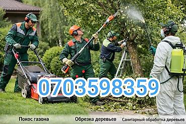 садовые работы: Услуги садовника и озеленение. - Формовочная стрижка хвойных: ель — 2