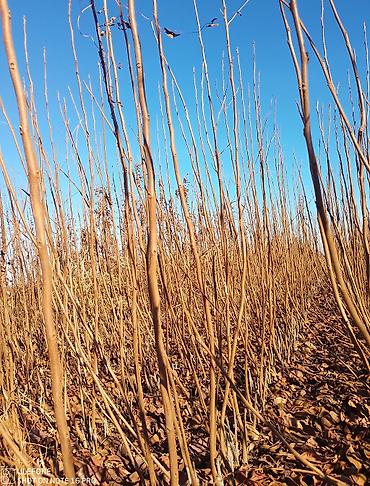 Tinglər: Xurma tingləri satışdadır çatdırılma pulsuzdur siz sifariş verin — 3