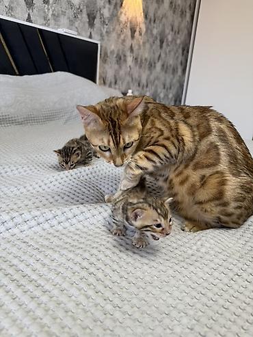 кошка шатланка: Бенгальские котята (помёт от чистокровной бенгальской кошки) Готовы к — 1