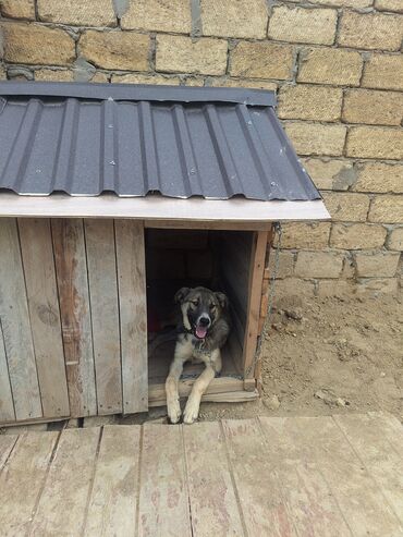 İtlər: Qurdbasar, 6 ay, Erkek