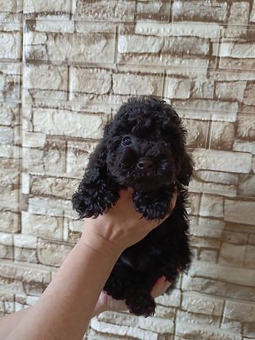 pudel ucuz: Pudel, 2 ay — 3