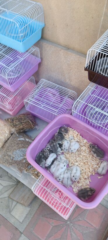 Gəmiricilər: 2cunqarik 1qəfəs üstündə vitaminli yem,quru yonca,apilka hədiyyə cəmi -da lalafo.az — 6 Gəmiricilər: 2cunqarik 1qəfəs üstündə vitaminli yem,quru yonca,apilka hədiyyə cəmi — 6