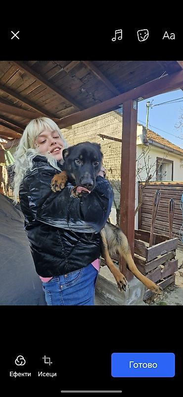 stene baseta: ZAR JE MOGUCE DA OVAJ SIROTI PAS TOLIKO DUGO TRAZI- CEKA DOM?! Zar se — 6