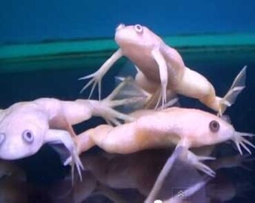 qurbaga kuklasi: Akvarium qurbağaları (karlik). Bütün balıqlarla yola gedir, hətta