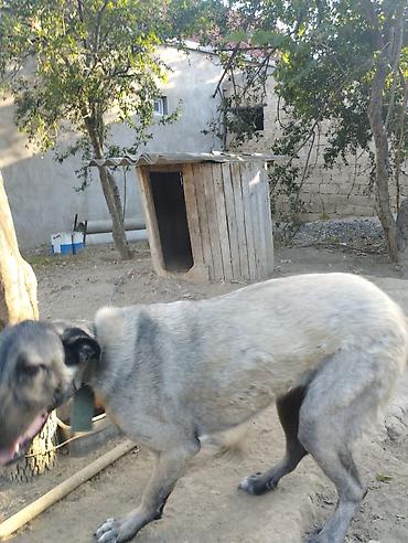 kangal satilik: Kanqal, 9 ay, Dişi — 2