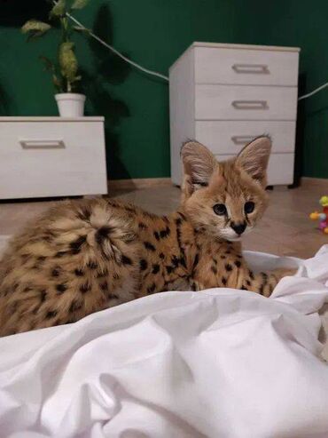dosan sekili: Сервал (Serval) Сервал — стройная, длинноногая кошка средних