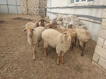 Qoyunlar, qoçlar: Dişi, il: 1, Damazlıq — 1