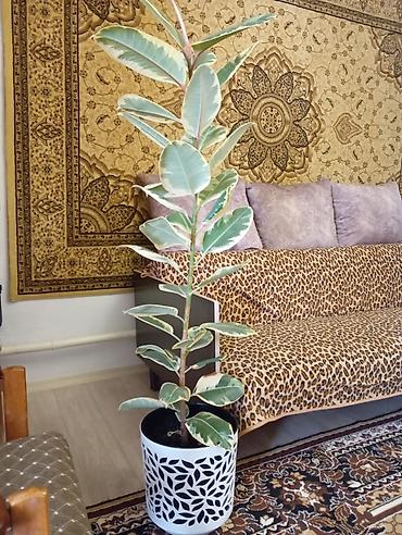 цветы бишкек комнатные: Фикус эластика вариегатный (Ficus elastica Tineke). - Высокорослый — 1