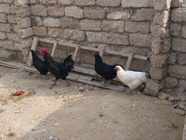 Digər heyvanlar: Salam tecili 3 dene temiz sort Avstralop toyuqu,satilir.pul lazimdi lalafo.az -da Digər heyvanlar: Salam tecili 3 dene temiz sort Avstralop toyuqu,satilir.pul lazimdi