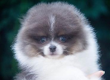Продажа собак: Шпиц, 2 месяца, Самец — 11