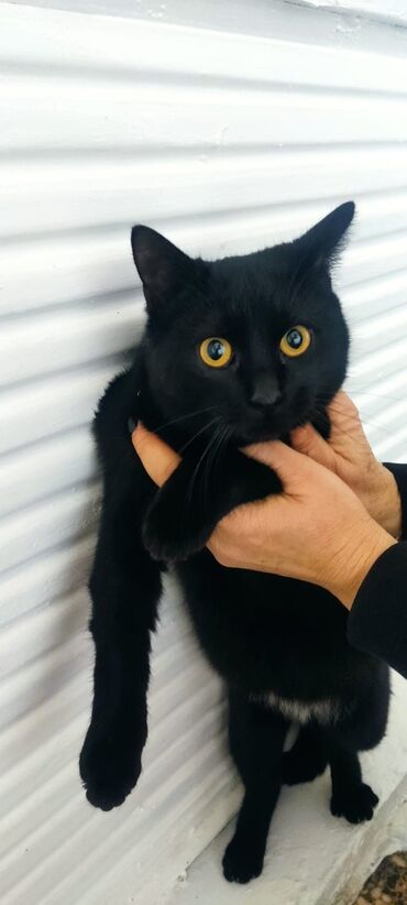 Mačke: Crna lepotica traži dom! Kao tek rođeno mače izvučena je iz reke