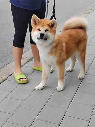 Psi: AKITA INU – VRHUNSKO FCI LEGLO | KUMA KAI KENNELS Odgajivačnica Kuma — 12
