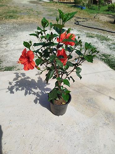 yakı otu qiyməti: Qırmızı hibiskus (Çin qızılgülü) – saksıda dekorativ kol - Parlaq — 1
