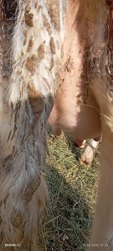 Коровы, быки: Продаю | Тёлка | Для разведения | Нетель — 6