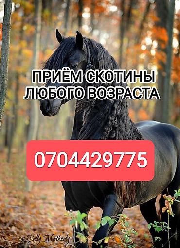 коровы для молоко: Колбасный цех, Частное лицо : Коровы, быки, Лошади, кони, | Круглосуточно, На откорм, Любое состояние — 1