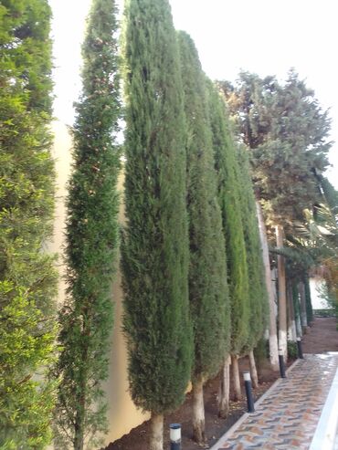 Şitillər: Bütün növ dekarativ ağacların və kol bitkiləri və meyvə ağacların -da lalafo.az — 20 Şitillər: Bütün növ dekarativ ağacların və kol bitkiləri və meyvə ağacların — 20