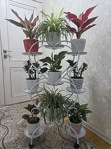 Бөлмө өсүмдүктөрү: Мини-композиция из суккулентов и кактусов в прозрачной круглой кашпо — 7