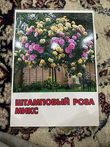 Роза: Саженцы — 11