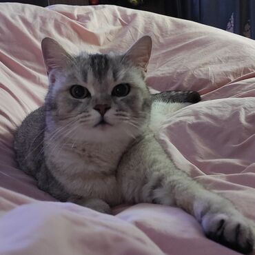 Коты: Британская серебристая шиншилла, девочка, глаза зелёные, спокойная, не