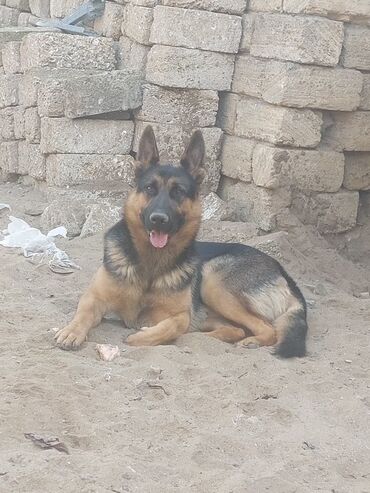 İtlər: Alman çoban iti, 1 ay, Erkek, Ödənişli çatdırılma — 10