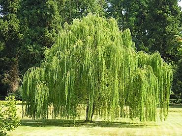 Уруктар жана көчөттөр: Продаю разное декоративный дерево .(Viburnum opulus) – для живых — 10