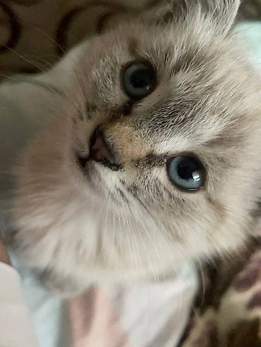 Продажа кошек: Срочно срочно ‼️ некуда деть котенка сиамская голубоглазая ласковая — 1