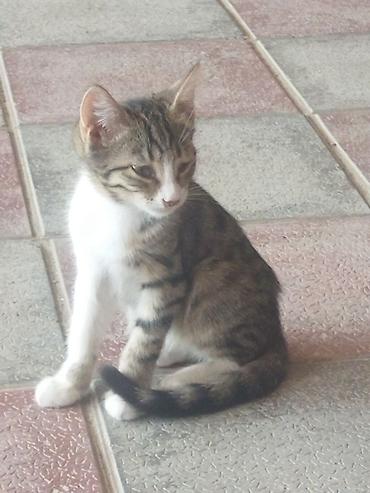 Tabbi, Dişi, Yaxşı əllərə, Ünvandan götürmə lalafo.az -da Tabbi, Dişi, Yaxşı əllərə, Ünvandan götürmə