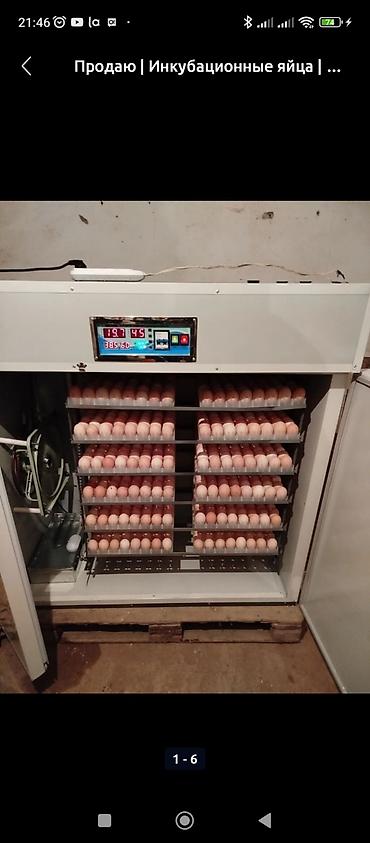 Инкубаторы: Инкубатор умница полный автомат новинка 2022года работает на 12вольт — 4