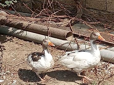 куплю гусей оптом: Salam temiz cinsi col qizi cixti satisa real alcilar else saglasin — 1