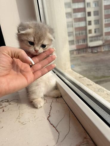 Pişiklər: Şotland yastı qulaq, Dişi — 8