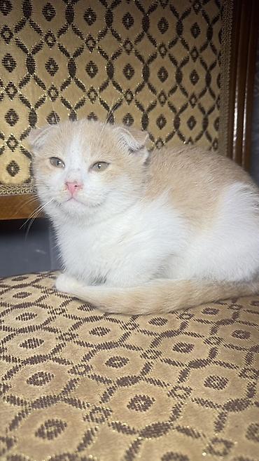 pişiy adları: Şotland — 1