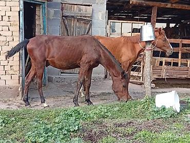 лошади жиребята: Продаю | Жеребец | Для разведения — 3
