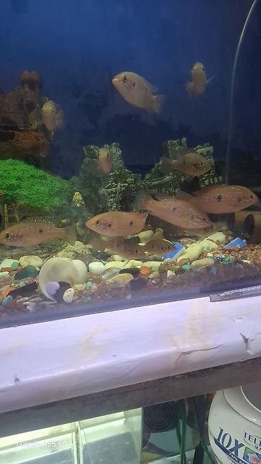 Рыбы: Продаю аквариум вместе с рыбами — 6
