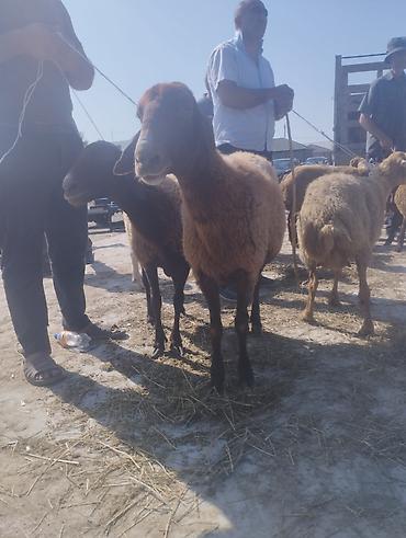 Mal-qara: Dişi, Qala, il: 1, 50 kq, Damazlıq, Ünvandan götürmə — 2