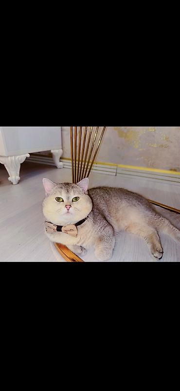 Pişiklər: Şinşilla, Erkək, Cütləşmə üçün — 2