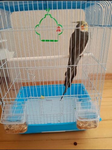 Tutuquşları: Karela papuqay 1 yaşi var insanlardan qaçmir 2 söz deyil aşkim cici — 4