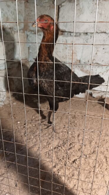 Toyuqlar: Toyuq, Damazlıq, Ünvandan götürmə — 5