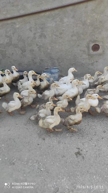 ev goyercinleri: Ağ rəng üstünlük təşkil edən ev ördəkləri sürüsü. 30 günlük ördekdi — 2