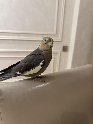 neon balığı: Nimfa tutuquşu (cockatiel) — 1