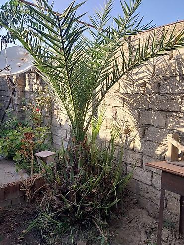 palma agaci satilir: Azı 15 ilin ağacidi Xurma (xurma xurması, Phoenix dactylifera) – həyət — 1