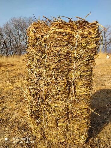 Корма для с/х животных: Эспарцет 400 тюков внутри зеленый, самовывоз, из с.Барскаун, 100 сом