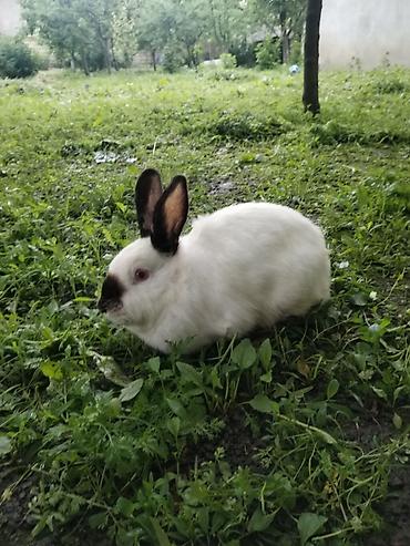 akvarium baliqlari qizil baliq: Kaliforniya dovşan dı əti və çekisi 6 7 kiloyu aşa bilir amma baxımdan — 1