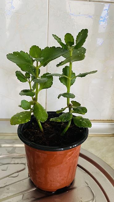 kala: Kalanxoe (Kalanchoe blossfeldiana) – saksı bitkisi - Rəngli, çoxlu — 9