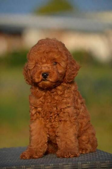 Psi: Toy pudle Odgajivacnica "Team AS Trajkovic" u ponudi ima prelepe toy — 11