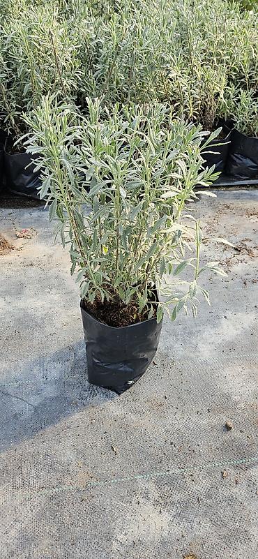agac ciyələyi: Lavanda 
hazır qablarda.
çox illik bitkidir. 
Ünvan: Maştağa — 2