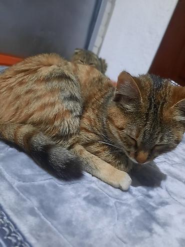 Отдам даром кошку: 6 месяцев, Девочка, Приучена к лотку — 1